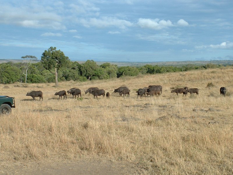 gal/Honeymoon/Masai Mara/DSCF0075.JPG